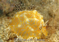 nudibranch off waikiki.  anyone know what kind it is by c... by Elizabeth Chase 
